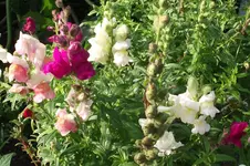 Garten 013.webp