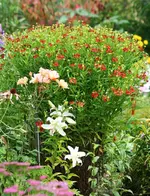 Kokardenblume beginnt zu blühen.webp