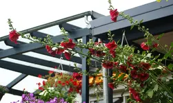 rote Stockis regenschwer.webp