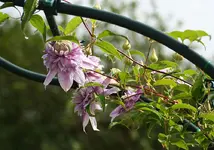 Josephine beginnt zu blühen.webp