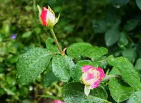 Nostalgie tropfnasse Knospen.webp