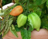 Eiertomaten reifen.webp