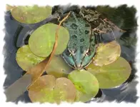 31211.webp