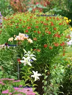 Kokardenblume beginnt zu blühen.webp