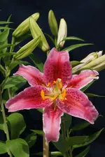 DSC03236_1.webp