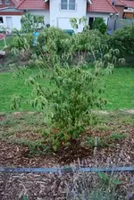 hartriegel3.webp