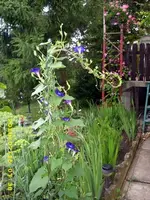 JD500462.webp