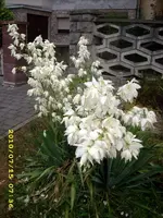 JD500460.webp