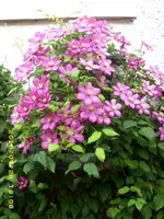 JD500480.webp