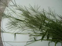 PICT1080.webp