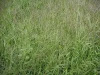 PICT1087.webp
