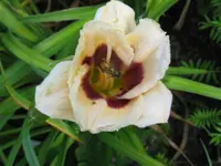 IMG_sil.theresa moor_1024x768.webp