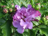 IMG_hibis_1024x768.webp
