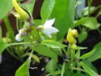 IMG_chili_1024x768.webp