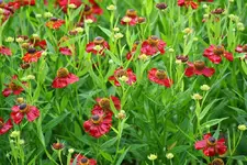 Kokarde Burgunder.webp