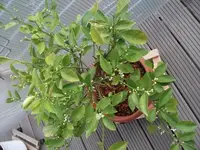 DSCF1088.JPG