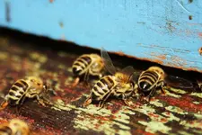 Bienen.webp