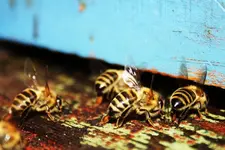Bienen (2).webp