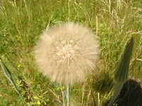 Diverses 271.webp