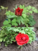 anemone.webp