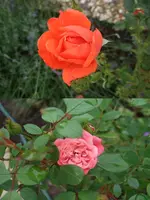 rosen.webp
