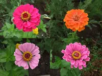 zinnien.webp