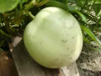 100804 Pepino-Monster.webp