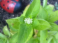 hortensie06082010.webp