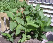 Canna-Beet, 06.08.10.webp
