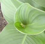 Canna-Knospe, 06.08.10.JPG