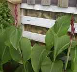 STA40290.webp