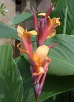 STA40288.webp