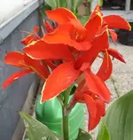 STA40291.webp