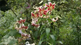 DSC03676.webp
