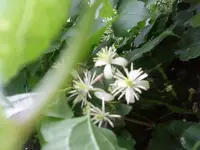 DSC00091.webp