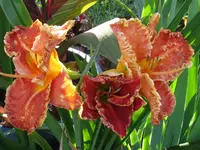 IMG_albert7_1024x768.webp