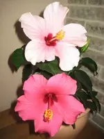 Hibiskus Pink rosa.webp