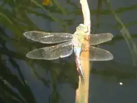 Libelle.webp