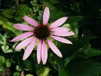 1024_Sonnenhut unbek..webp