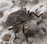 lchelndeWanze.webp