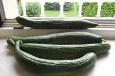 Garten 013.webp