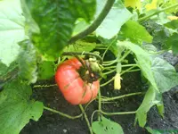 Garten 004 [800x600].webp