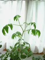 Hairy.webp