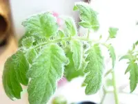 Hairy1.webp