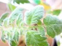 Hairy2.webp