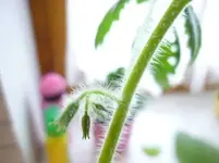 Hairy3.webp