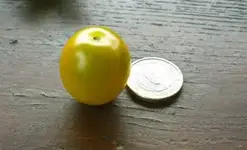 Green_Grape.webp