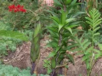 100_2463.webp