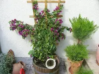 k-Gemüsegarten - Pool - Garten - Ricco 050.webp