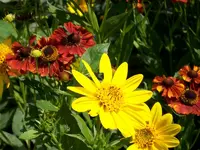 ALIM0005.webp